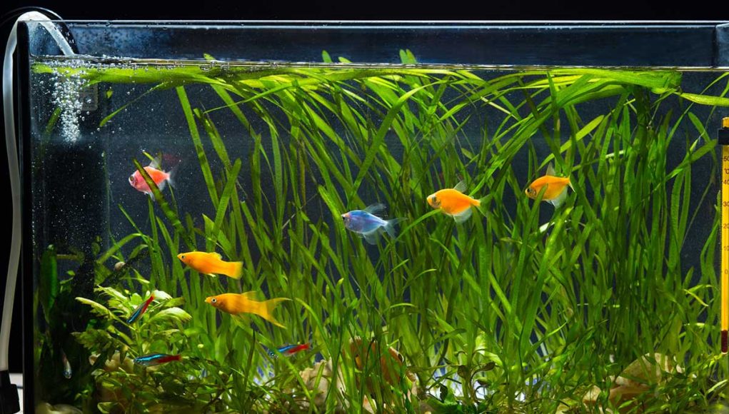 bien choisir son aquarium