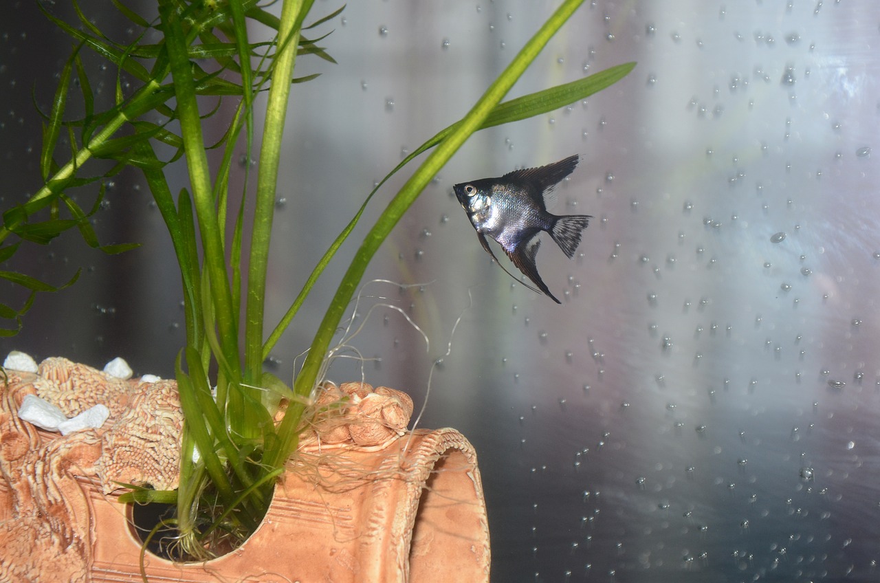 poisson d'eau douce scalaire
