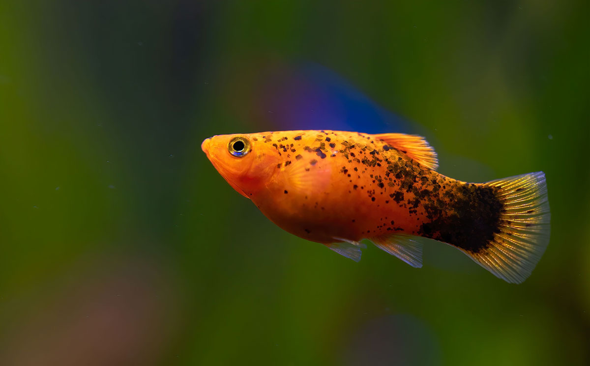 poisson xipho ou Xiphophorus hellerii