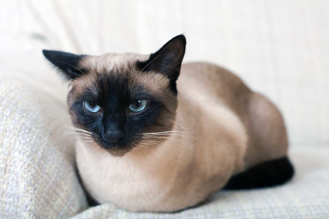 Chats siamois mâles ou femelles