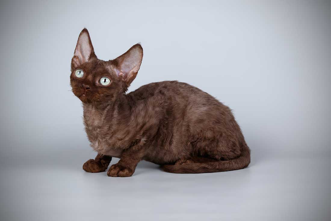 Devon Rex
