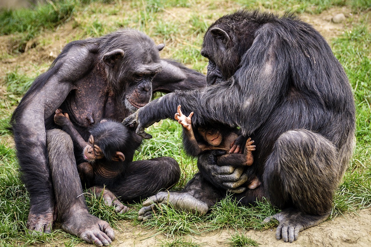 Chimpanzé