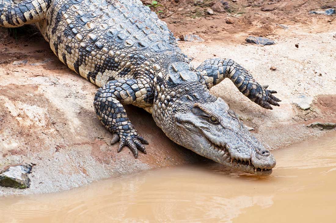Crocodile du Nil