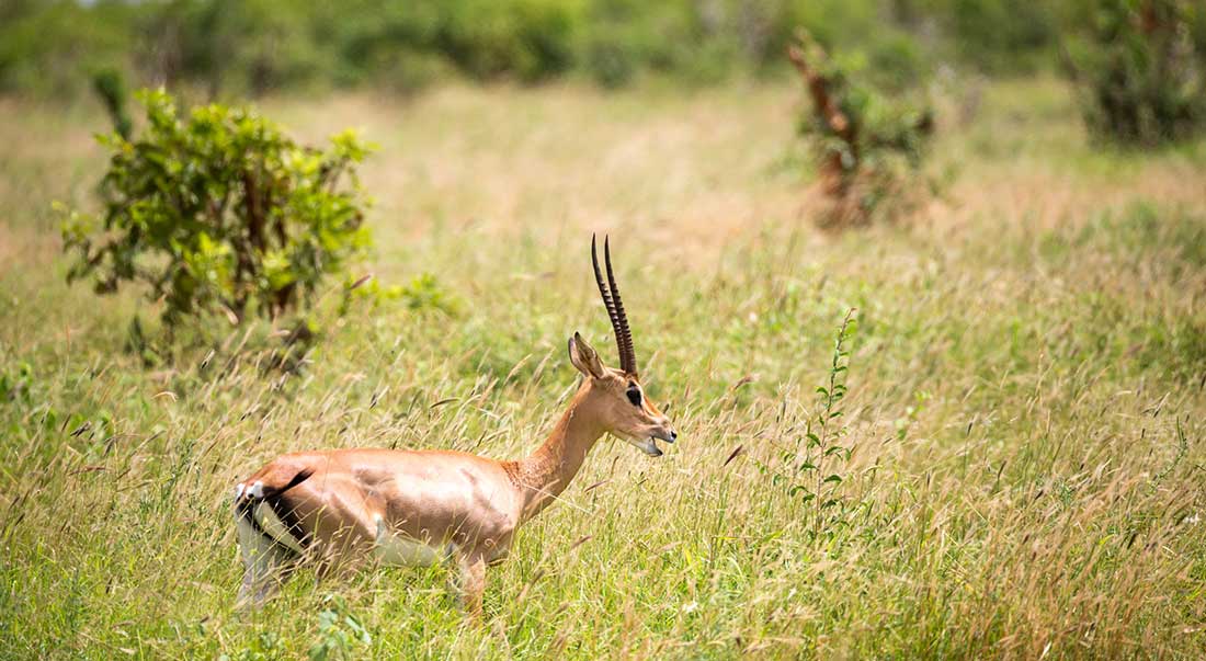 Gazelle de Grant