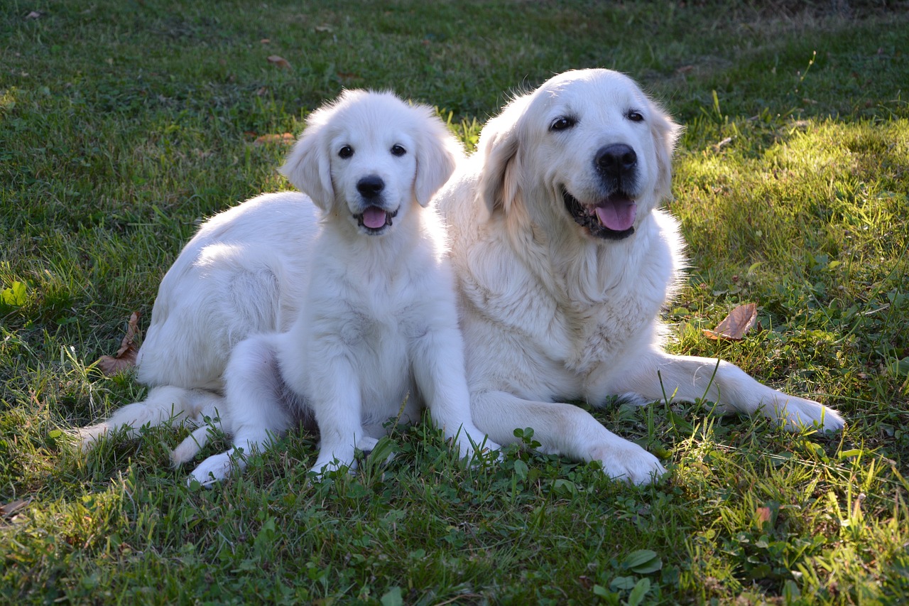 Golden Retriever