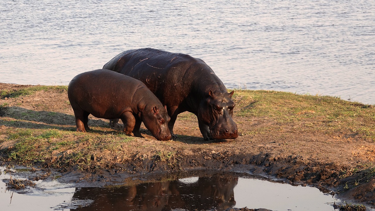 Hippopotame