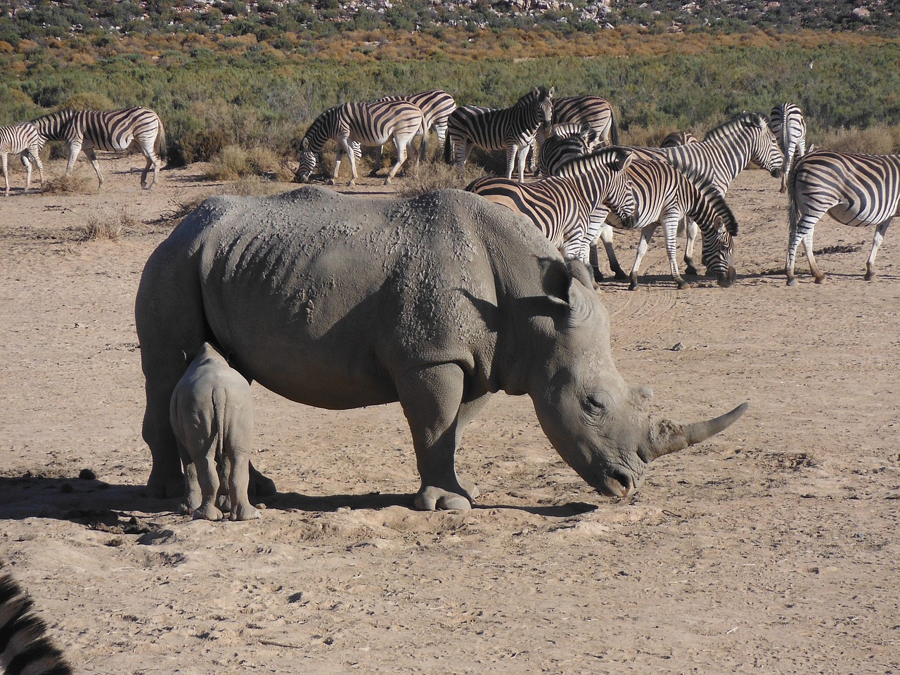 Rhinocéros