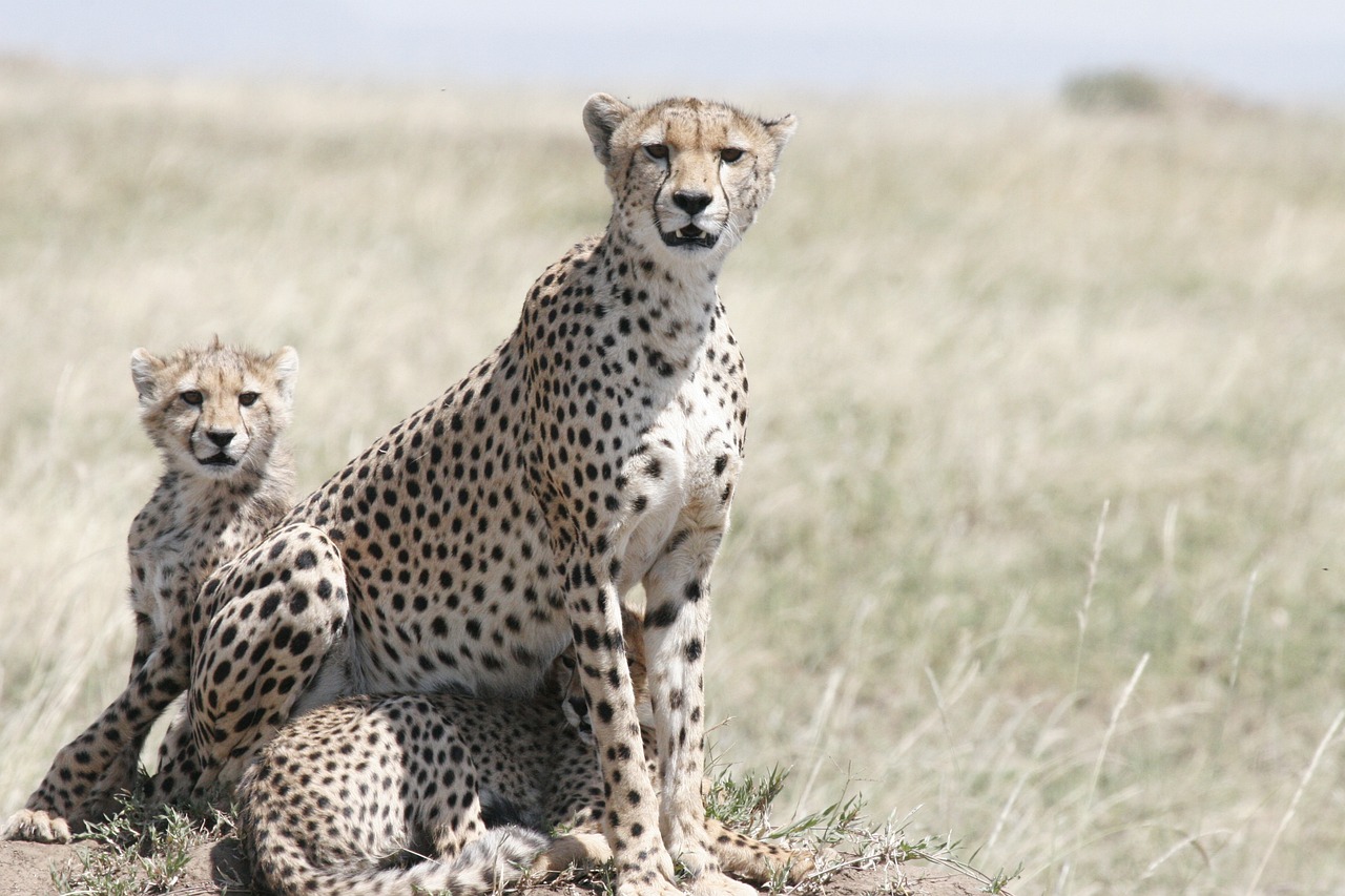 Guépard