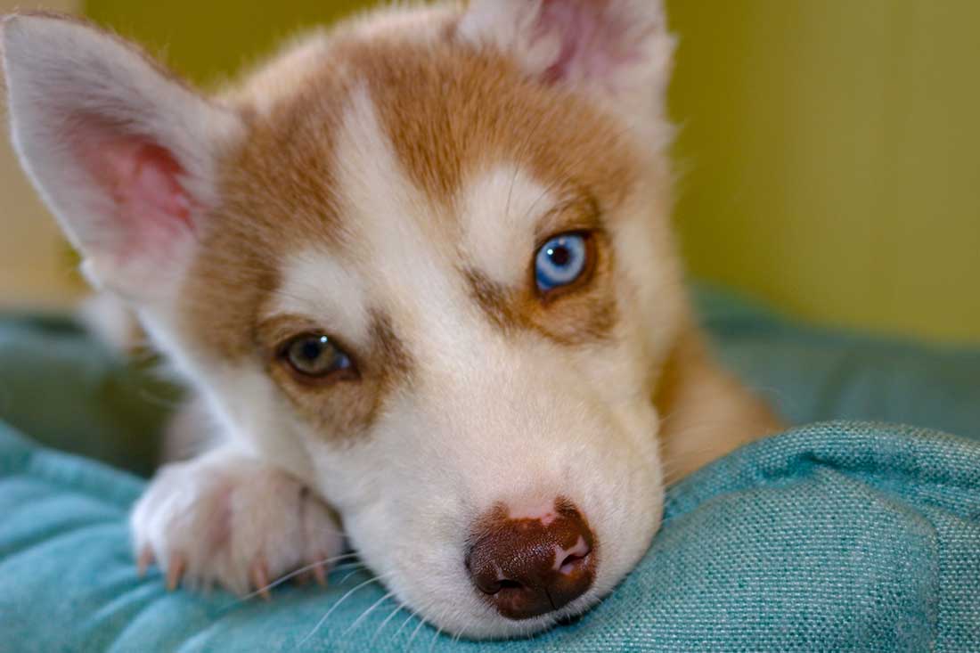 races de chien peuvent avoir les yeux vairons